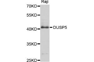Western blot analysis of extract of Raji cells, using DUSP5 antibody. (DUSP5 anticorps)