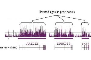 hMeDIP-chip performed on human brain DNA using 5-Hydroxymethylcytosine (5-hmC) antibody. (5-Hydroxymethylcytosine anticorps)
