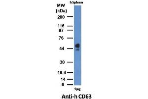 Image no. 4 for anti-CD63 (CD63) antibody (ABIN6188015)