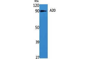 Western Blot (WB) analysis of specific cells using A20 Polyclonal Antibody.