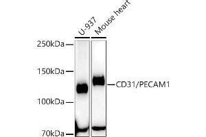 Western blot analysis of extracts of various cell lines, using CD31/PEC antibody (ABIN7269407) at 1:63400 dilution. (CD31 anticorps)