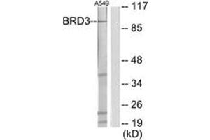 Western blot analysis of extracts from A549 cells, using BRD3 Antibody. (BRD3 anticorps  (AA 611-660))