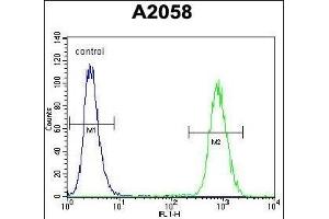 FGF11 Antibody (N-term) (ABIN657129 and ABIN2846273) flow cytometric analysis of  cells (right histogram) compared to a negative control cell (left histogram). (FGF11 anticorps  (N-Term))