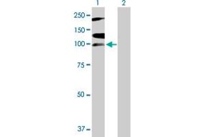 Western Blot analysis of RNF111 expression in transfected 293T cell line by RNF111 MaxPab polyclonal antibody. (RNF111 anticorps  (AA 1-985))
