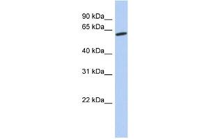 WB Suggested Anti-GPR75 Antibody Titration:  0. (GPR75 anticorps  (Middle Region))