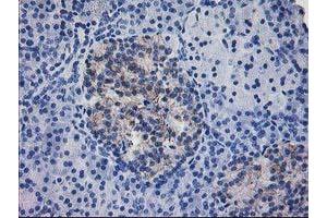Immunohistochemical staining of paraffin-embedded Human pancreas tissue using anti-IFI35 mouse monoclonal antibody. (IFI35 anticorps)