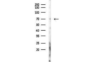 anti-Epsin 3 (EPN3) (Internal Region) antibody