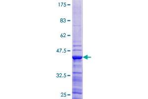 Image no. 1 for ATPase, H+ Transporting, Lysosomal 13kDa, V1 Subunit G1 (ATP6V1G1) (AA 1-118) protein (GST tag) (ABIN1346143)