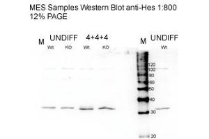 HES1 antibody - N-terminal region  validated by WB using Mouse embryo tissue at 1:800.