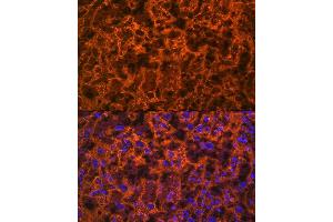 Immunofluorescence analysis of rat placenta using PLGF Rabbit mAb (ABIN7269384) at dilution of 1:100 (40x lens). (PLGF anticorps)