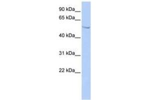 Image no. 1 for anti-Suppressor of Fused Homolog (SUFUH) (AA 35-84) antibody (ABIN6742335) (SUFUH anticorps  (AA 35-84))