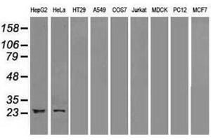Image no. 1 for anti-Neurogenin 1 (NEUROG1) antibody (ABIN1499697) (Neurogenin 1 anticorps)
