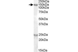 D130043K22Rik polyclonal antibody  (0. (KIAA0319 anticorps)