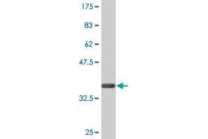 Western Blot detection against Immunogen (36.