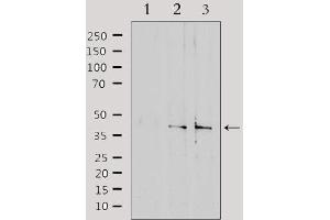 Western blot analysis of extracts from various samples, using SLC15A1 Antibody. (SLC15A1 anticorps  (Internal Region))