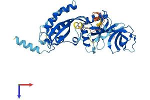 AlphaFold protein structure predicition of Mouse Recombinant Ncf4 Protein, UniprotID P97369