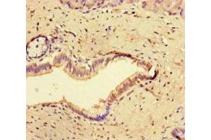 Immunohistochemistry of paraffin-embedded human pancreatic tissue using ABIN7148947 at dilution of 1:100