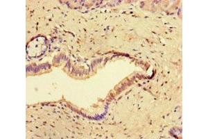 Immunohistochemistry of paraffin-embedded human pancreatic tissue using ABIN7148947 at dilution of 1:100 (Cyclin O anticorps  (AA 1-257))