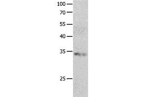 Western Blotting (WB) image for anti-RNA Binding Protein, Fox-1 Homolog 3 (RBFOX3) antibody (ABIN2426281) (NeuN anticorps)