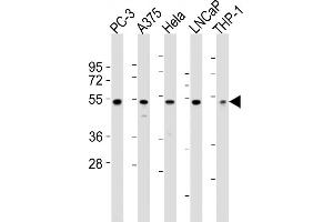 All lanes : Anti-NFKBIE Antibody (N-term) at 1:2000 dilution Lane 1: PC-3 whole cell lysates Lane 2:  whole cell lysates Lane 3: Hela whole cell lysates Lane 4: LNCaP whole cell lysates Lane 5: THP-1 whole cell lysates Lysates/proteins at 20 μg per lane.