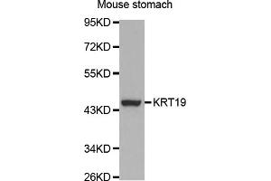 Western blot analysis of extracts of mouse stomach, using KRT19 antibody. (Cytokeratin 19 anticorps)