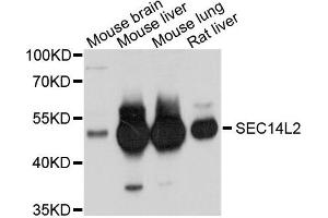 Western blot analysis of extracts of various cells, using SEC14L2 antibody. (SEC14L2 anticorps)