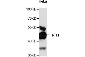 Western blot analysis of extracts of HeLa cells, using TRIT1 antibody (ABIN6293639) at 1:3000 dilution. (TRIT1 anticorps)