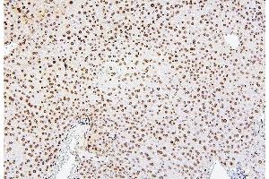 IHC analysis of H1F0 using anti-H1F0 antibody (ABIN7600521). (Histone H1 anticorps  (AA 20-159))