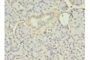 Immunohistochemistry of paraffin-embedded human pancreatic tissue using ABIN7152205 at dilution of 1:100 (EIF4EBP3 anticorps  (AA 1-100))