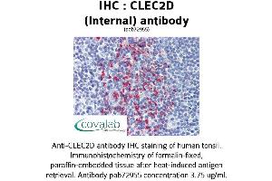 Image no. 2 for anti-C-Type Lectin Domain Family 2, Member D (CLEC2D) (Internal Region) antibody (ABIN1733154) (CLEC2D anticorps  (Internal Region))