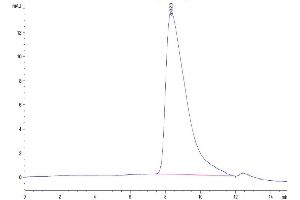 The purity of Human CD9P1 is greater than 95 % as determined by SEC-HPLC.