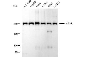 Western blotting analysis using mTOR antibody (ABIN7799346). (Recombinant MTOR anticorps)