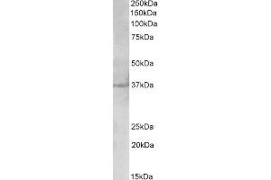 ABIN1590107 (2µg/ml) staining of Cerebral Cortex ysate (35µg protein in RIPA buffer).