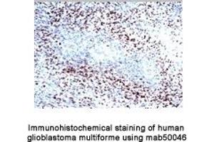 Image no. 2 for anti-Hypoxia Inducible Factor 1, alpha Subunit (Basic Helix-Loop-Helix Transcription Factor) (HIF1A) (AA 432-528) antibody (ABIN2852421)