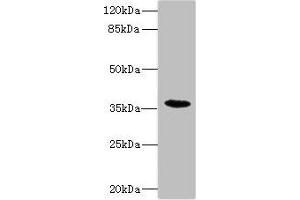 Western blot All lanes: BST1 antibody IgG at 1. (BST1 anticorps  (AA 29-293))