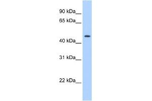 WB Suggested Anti-SERPINE1 Antibody Titration:  0.