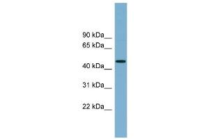 WB Suggested Anti-RNF44  Antibody Titration: 0. (RNF44 anticorps  (N-Term))