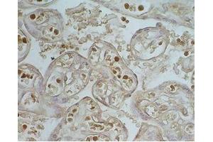 Human placenta tissue was stained by Rabbit Anti-Apelin-36 (Human) Serum (AP36 anticorps)