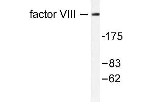 Image no. 1 for anti-Coagulation Factor VIII (F8) antibody (ABIN265412) (Factor VIII anticorps)