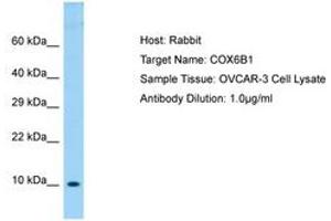 Image no. 1 for anti-Cytochrome C Oxidase Subunit VIb Polypeptide 1 (Ubiquitous) (COX6B1) (AA 14-63) antibody (ABIN6750044) (COX6B1 anticorps  (AA 14-63))