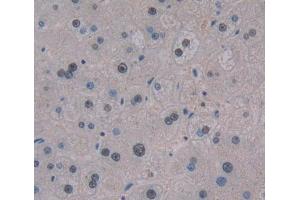 IHC-P analysis of liver tissue, with DAB staining. (TCEA3 anticorps  (AA 59-348))