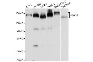 Western blot analysis of extracts of various cell lines, using CAST antibody. (Calpastatin anticorps  (AA 550-650))