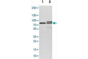 Western blot analysis of cell lysates with MTA2 polyclonal antibody  at 1:250-1:500 dilution. (MTA2 anticorps)
