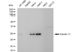 anti-Claudin 11 (CLDN11) antibody