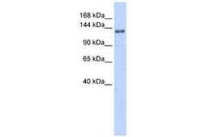 Image no. 1 for anti-Eukaryotic Translation Initiation Factor 4 gamma 2 (EIF4G2) (AA 144-193) antibody (ABIN6740665) (EIF4G2 anticorps  (AA 144-193))