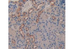 IHC-P analysis of Mouse Tissue, with DAB staining. (DCL1 anticorps  (AA 21-225))