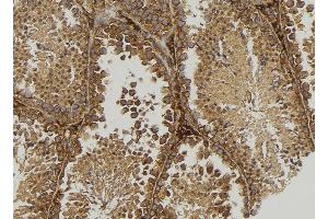 ABIN6277538 at 1/100 staining Mouse testis tissue by IHC-P. (MOG anticorps  (C-Term))