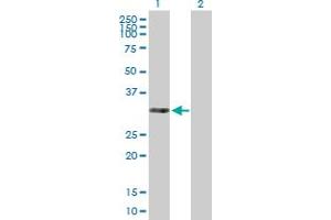 Western Blot analysis of THAP3 expression in transfected 293T cell line by THAP3 MaxPab polyclonal antibody. (THAP3 anticorps  (AA 1-239))