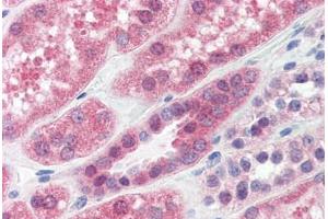 Human Kidney (formalin-fixed, paraffin-embedded) stained with PPP2CA antibody ABIN364316 at 15 ug/ml followed by biotinylated anti-mouse IgG secondary antibody ABIN481714, alkaline phosphatase-streptavidin and chromogen. (PPP2CA anticorps)