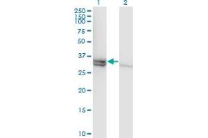 Western Blot analysis of CASP1 expression in transfected 293T cell line by CASP1 monoclonal antibody (M01), clone 3D2.